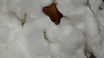 Mousse Cheese Dreams episode cover