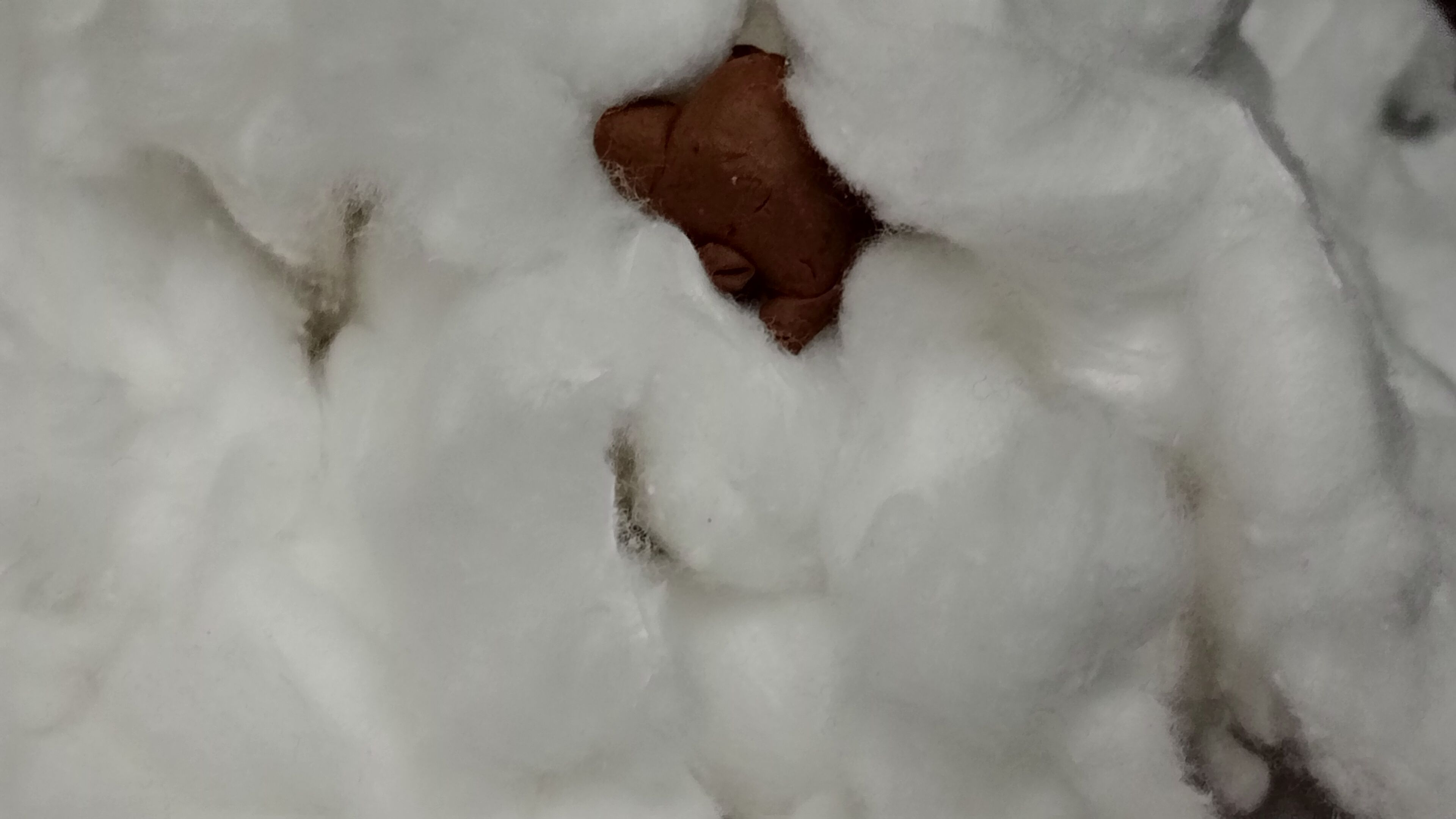 The frontpage cover art for the episode Mousse Cheese Dreams from the comics series Coneman Comics, which is number 37 in the series