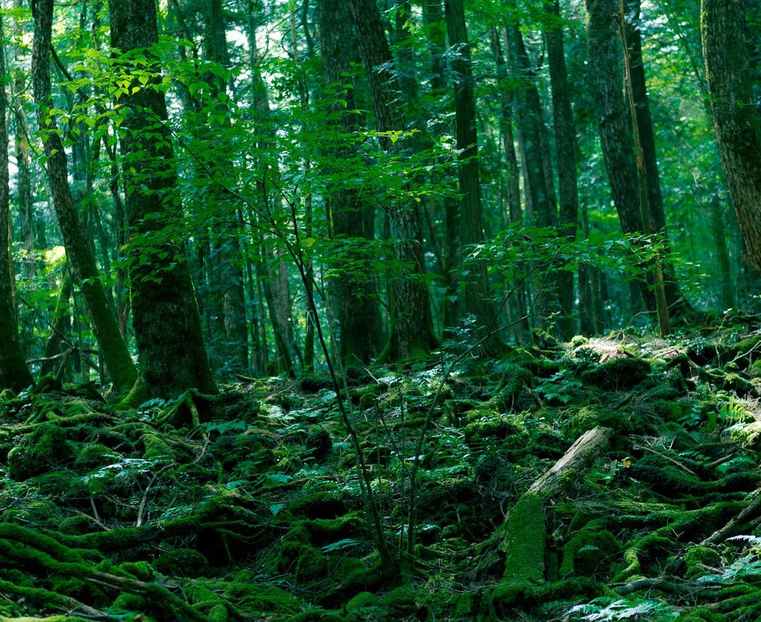 Into the Suicide Forest panel 2