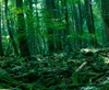 Into the Suicide Forest episode cover