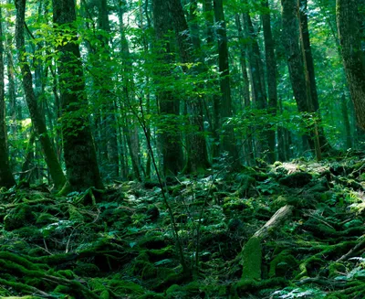 Into the Suicide Forest episode cover