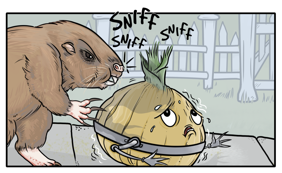 Onions & Gophers panel 3